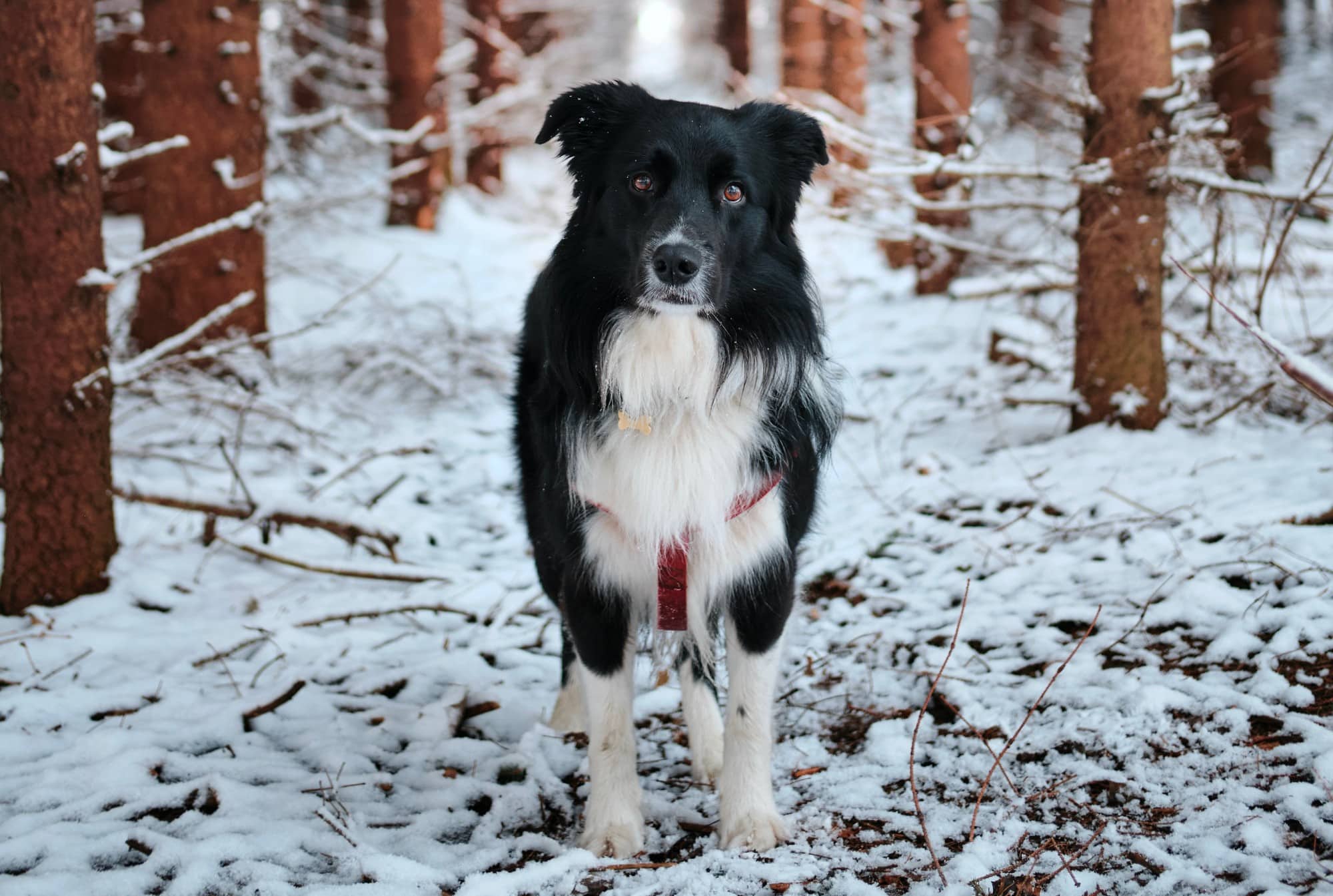 A black and white dog standing in the snow, experiencing winter aches.