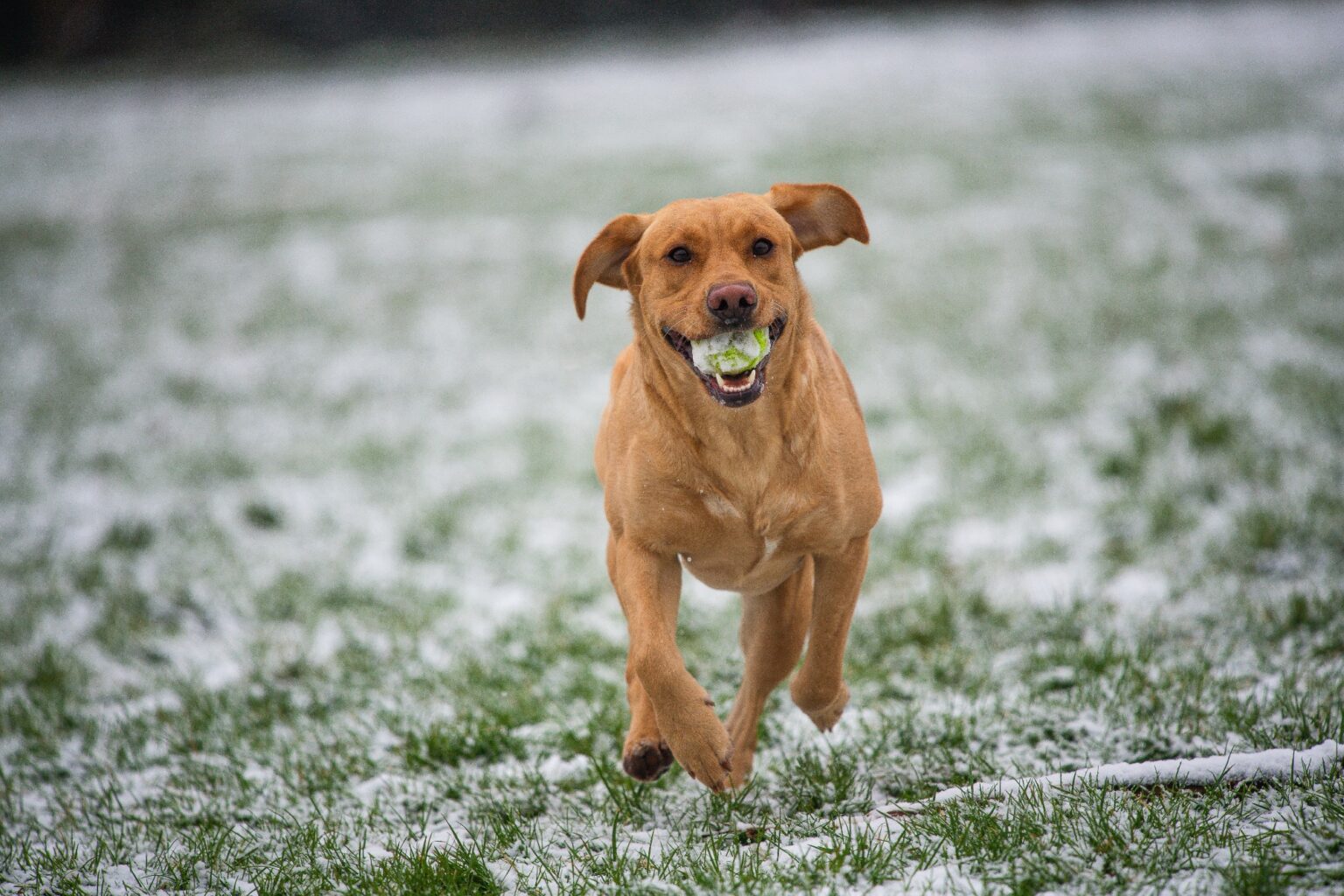 exercise-and-your-dog-why-it-is-so-important-and-the-proper-way-to