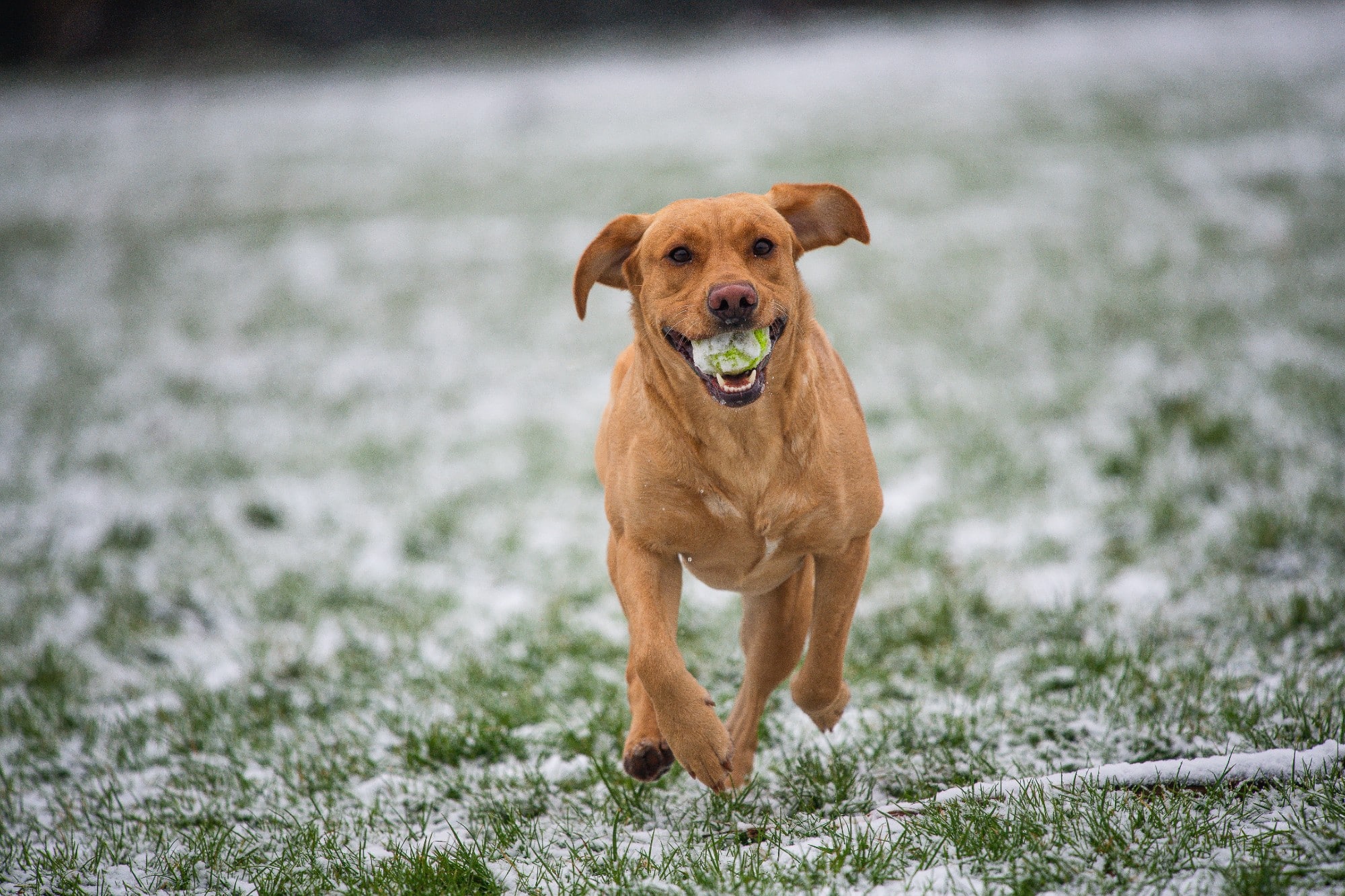 A brown dog exercises in the snow with a ball in its mouth, running the proper way.