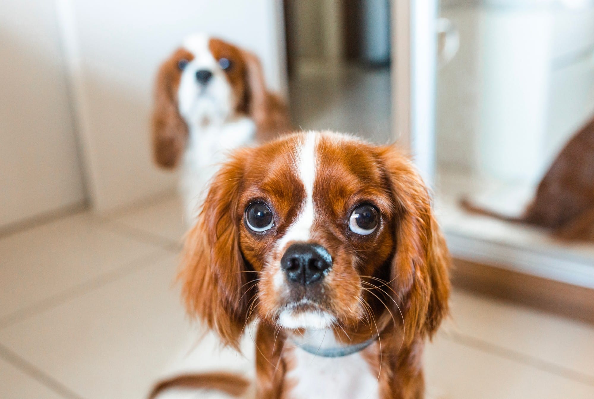 Cavalier King Charles Spaniel