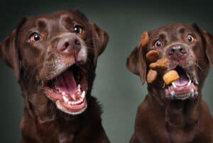 Two dogs catching treats with their mouths open.