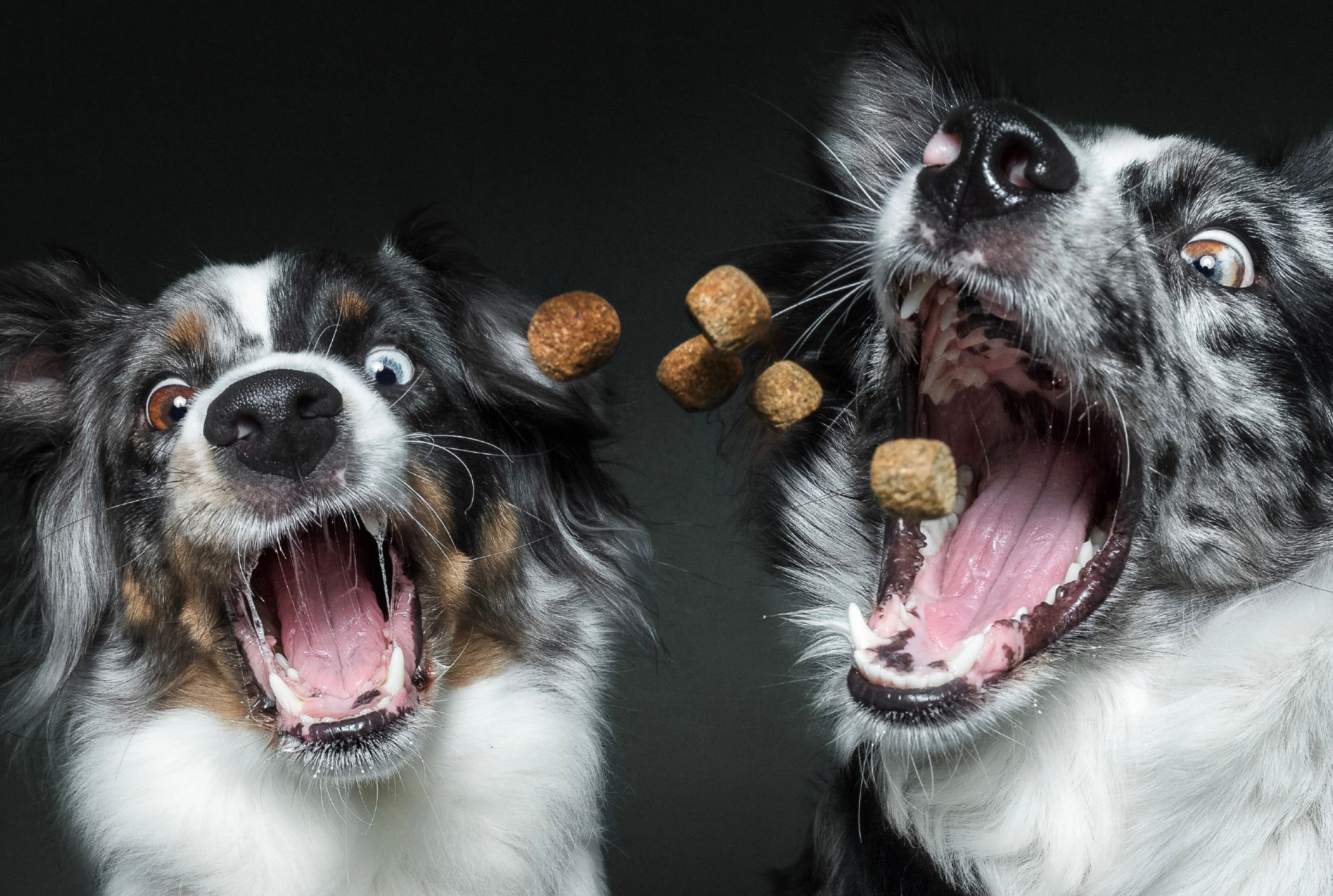 Meet the Photographer Behind the Viral Photos of Dogs Catching Treats