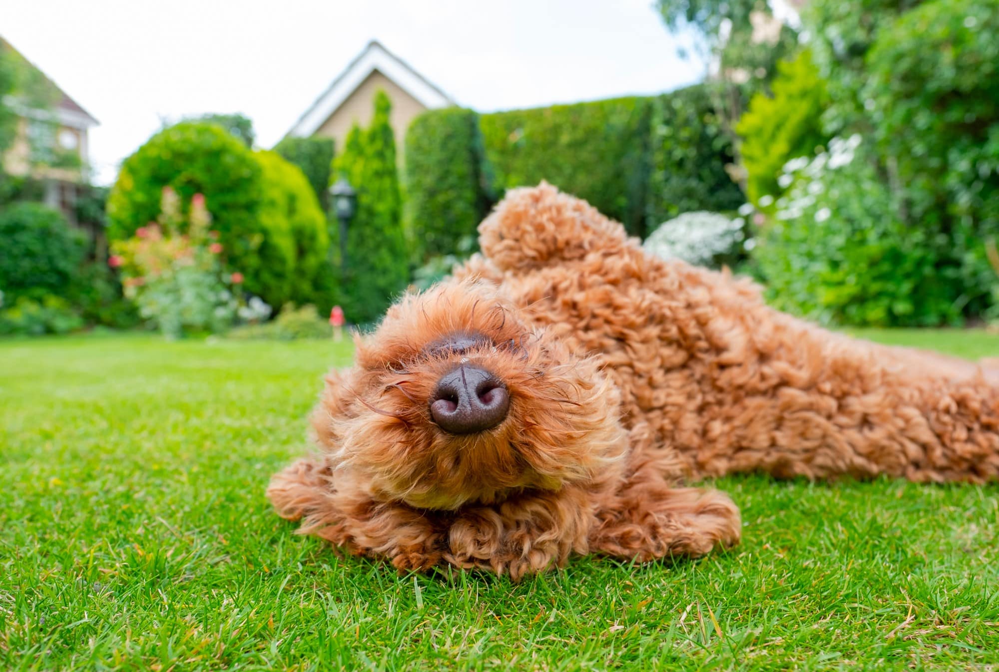 A brown poodle dog exhibiting weird behavior by laying on the grass.