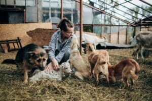 A woman petting a group of dogs in a barn as part of the "Heroes Helping Animals of Ukraine" initiative.