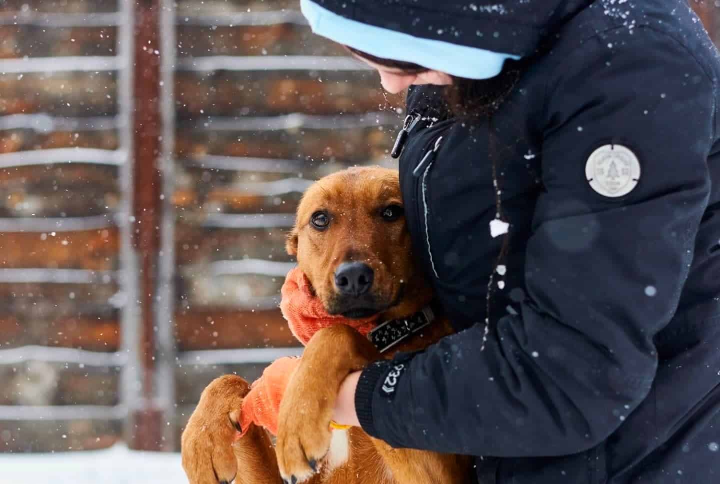 A woman is holding a brown dog in the snow, embodying heroes helping animals.