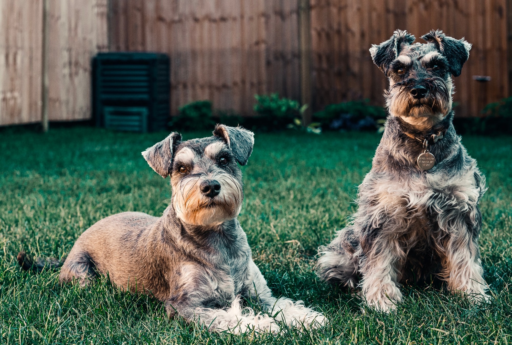 dog-friendly yard