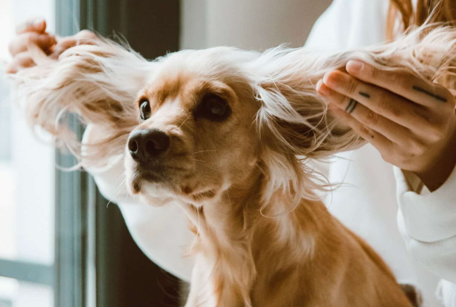 Here's the Correct Way to Use Dry Shampoo on Your Dog, According to a
