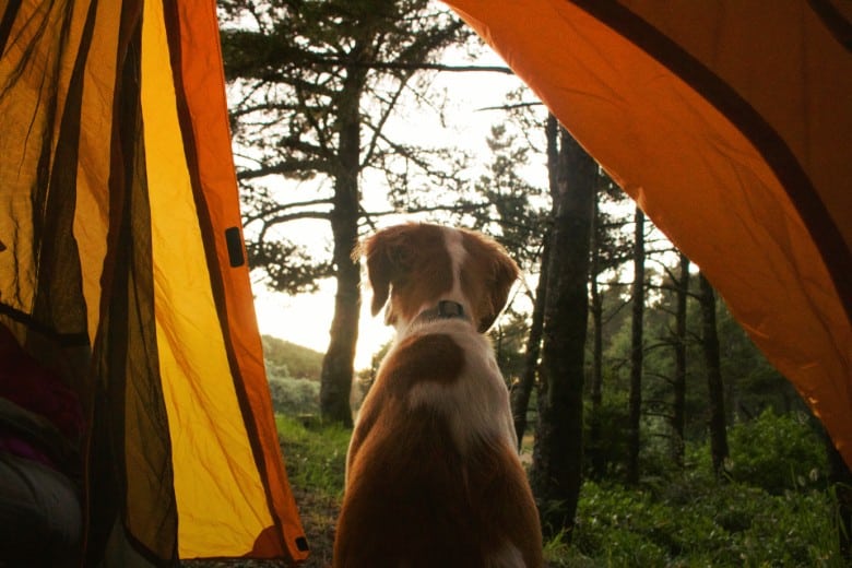 Dog Friendly Cities Camping Portland This Dogs Life