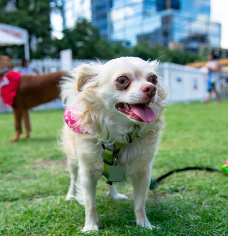 7 of Our Favorite DogFriendly Cities to Visit this Summer with Your