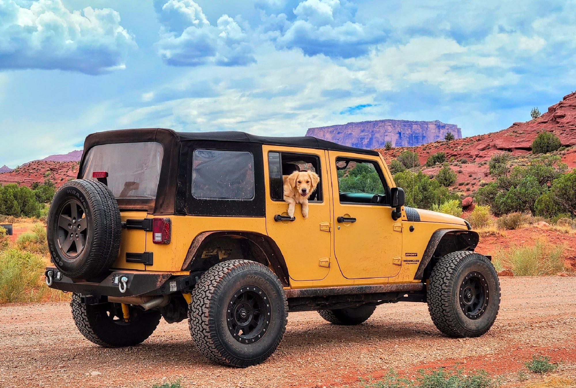 A dog sits in the back seat of a yellow jeep, ready for summer travel.