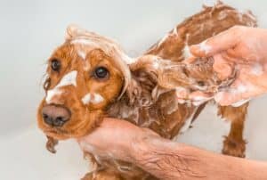 A dog being washed and having its hair trimmed by a person in a bath tub with the best scissors.