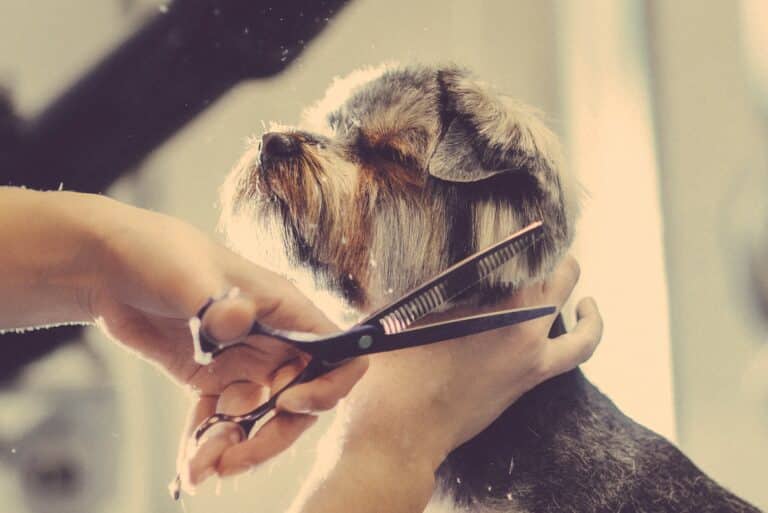 The 5 Best Scissors to Trim Your Dog's Hair at Home This Dogs Life