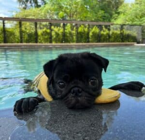 A black pug dog laying in a pool, clad in a life jacket, designed by a notable design firm for the comfort and safety of humans and pups.
