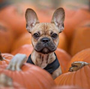 A small French bulldog creates the perfect photo in a field of pumpkins during a dog photo shoot.