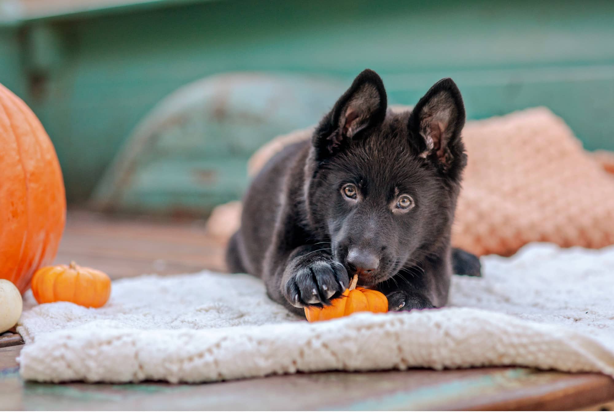 A black german shepherd puppy enjoying a perfect photo shoot with pumpkins on a blanket.