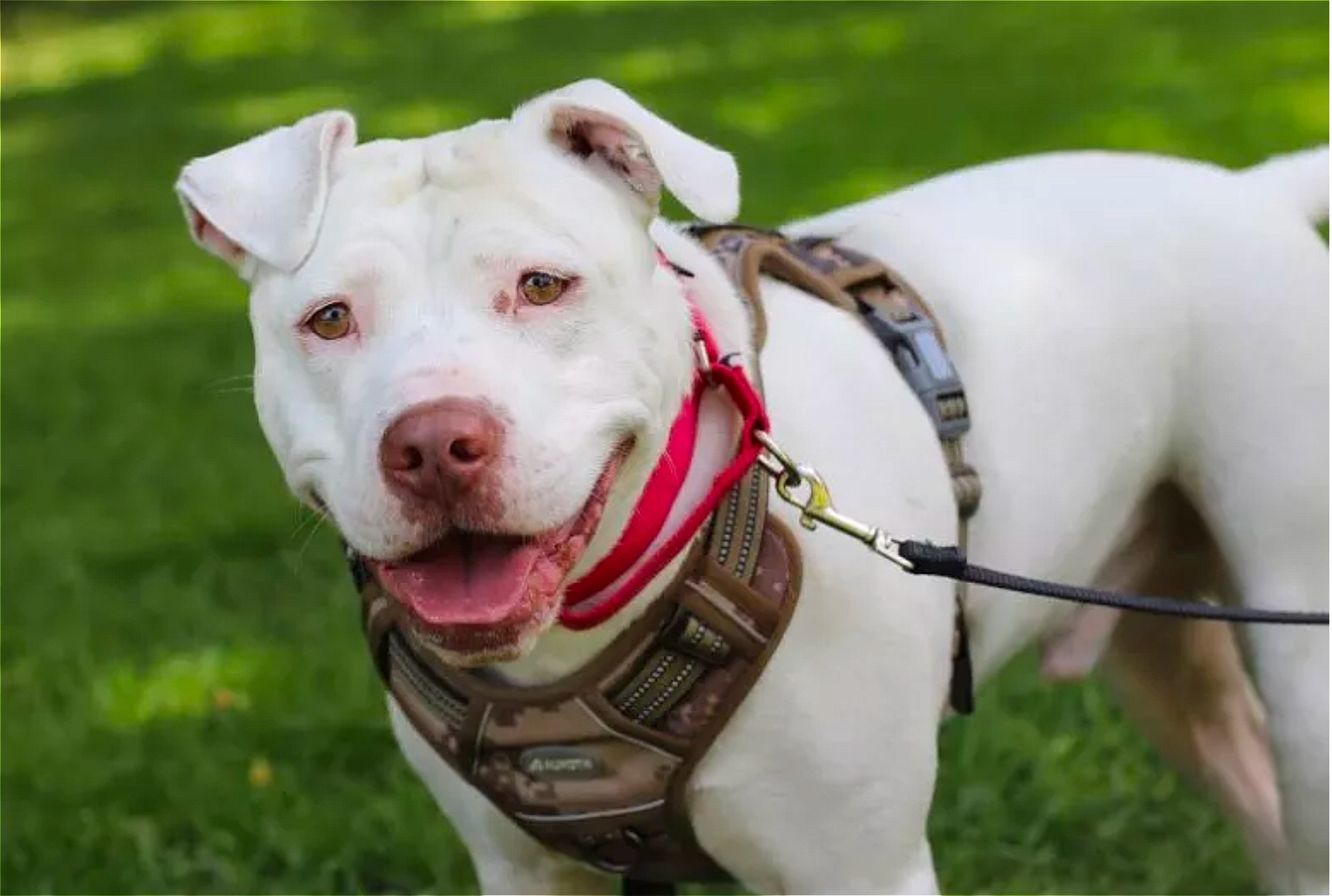 A deaf boy found a perfect match with a deaf, white dog wearing a leash in the grass.