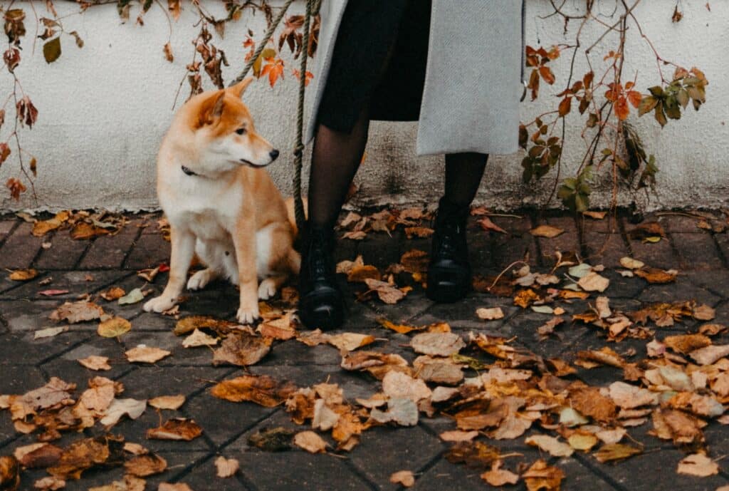 A woman standing next to a dog in fall leaves, mindful of unexpected fall dangers.