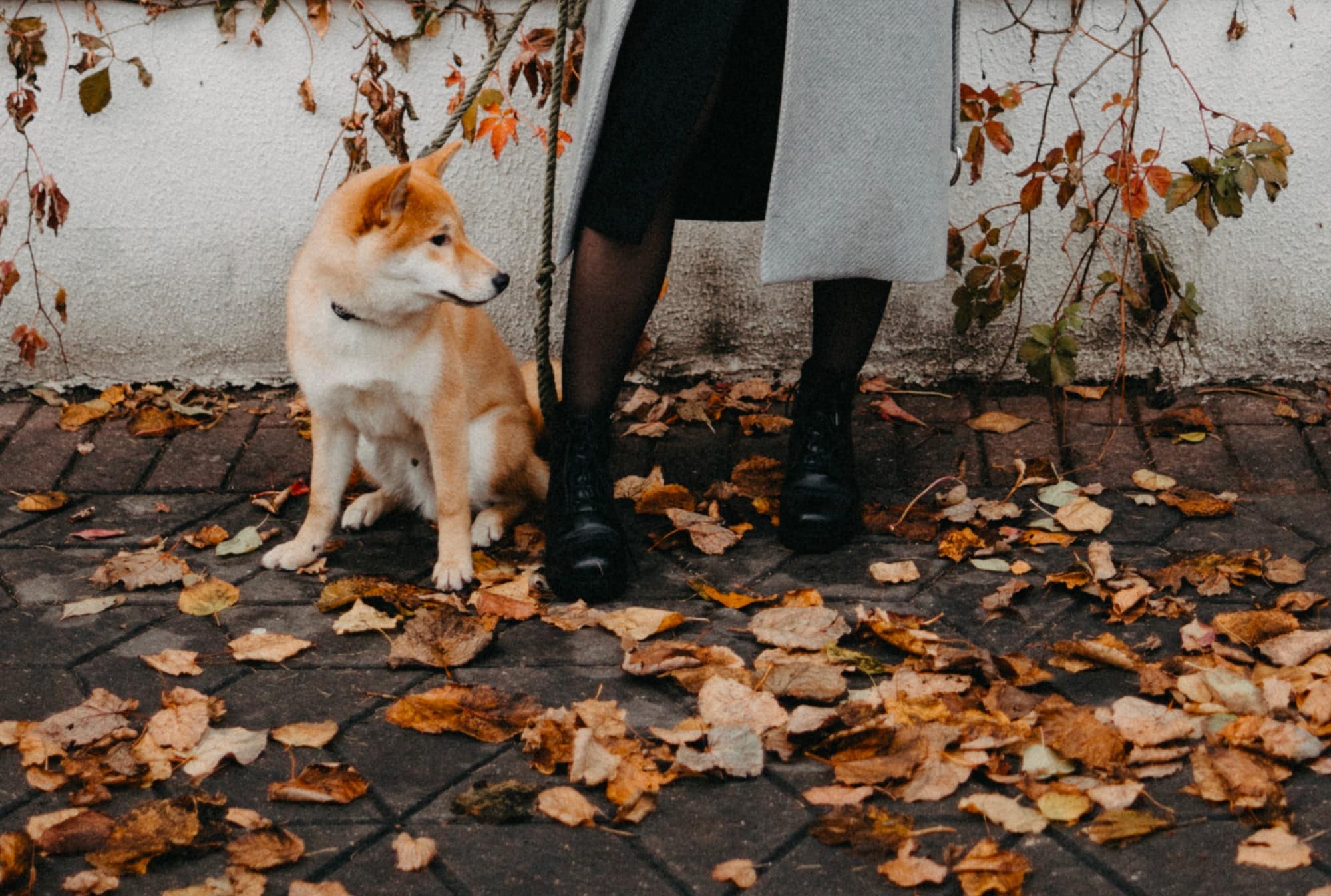 7 Unexpected Fall Dangers Dog Owners Need to Know About