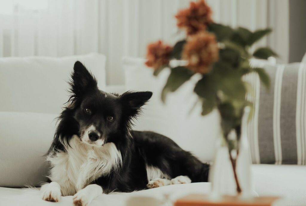 dog on couch and probiotcs