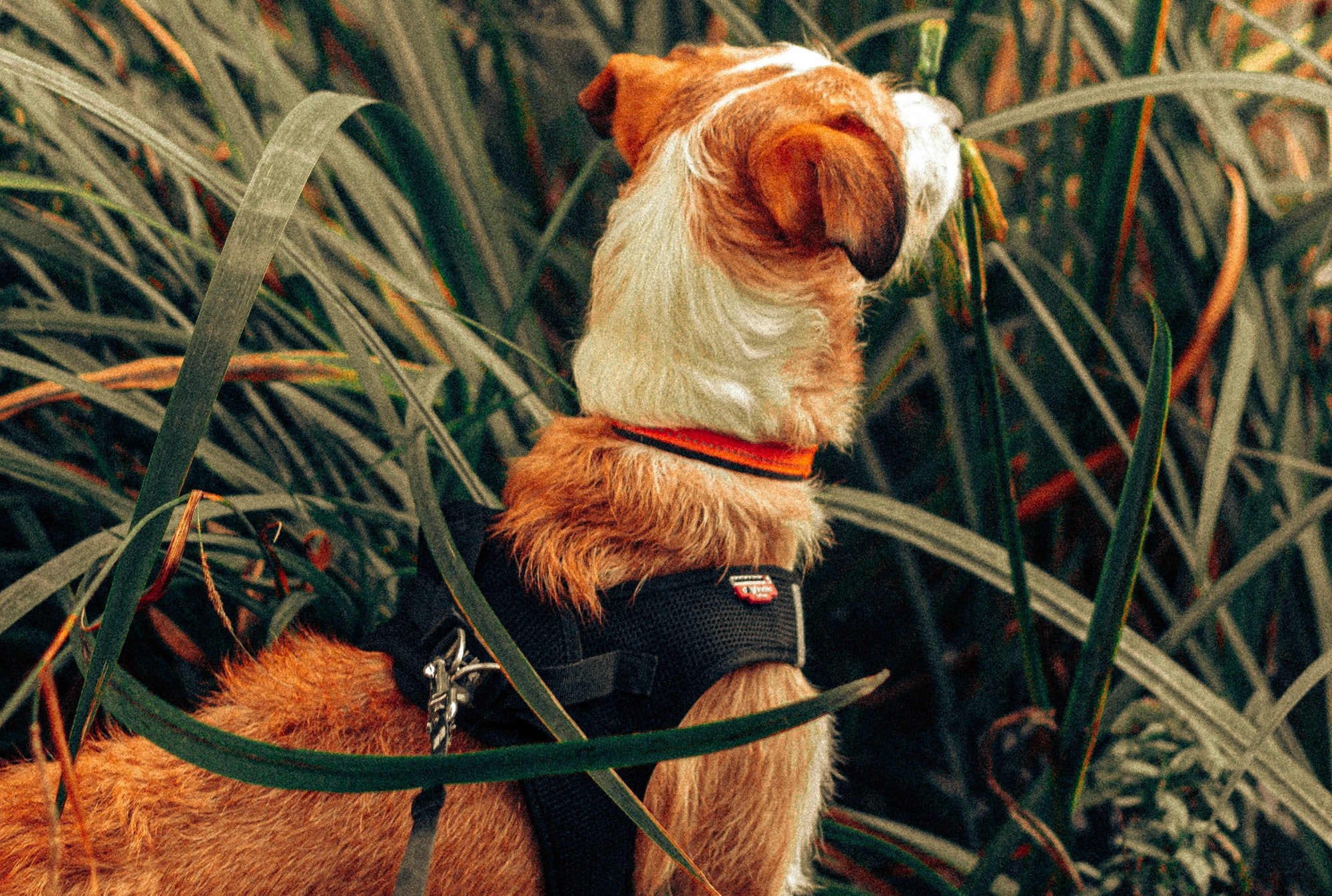 A brown and white dog in a harness, deemed safe for dogs by a vet, is looking at a frisbee.