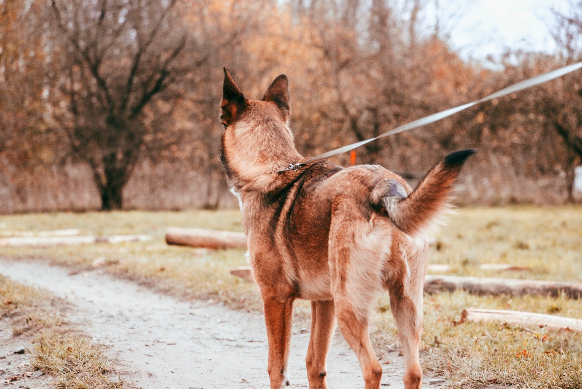 4 Things You Need to Keep Your Dog Safe and Happy This Fall Season