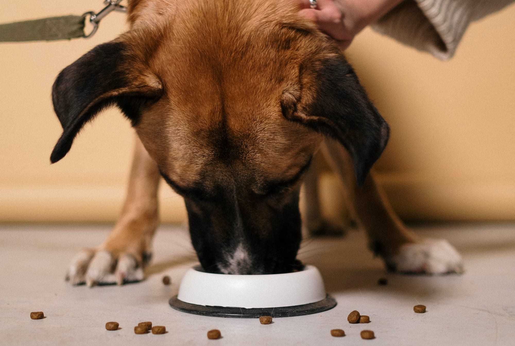 A person feeding a dog eco-friendly food from a bowl.