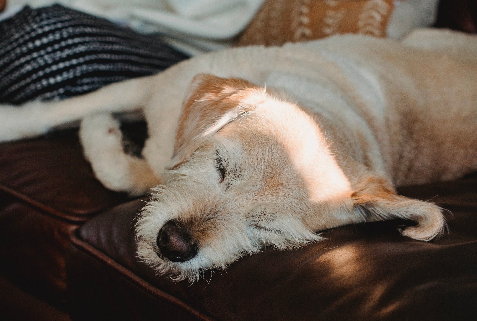 dog sleeping Daylight savings time and dogs