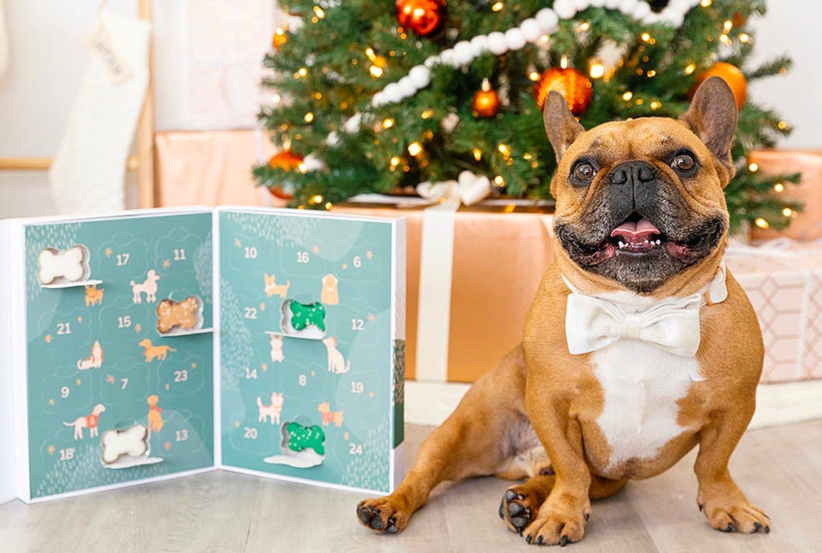 A French bulldog is sitting next to an Advent calendar for dogs during the holiday season.