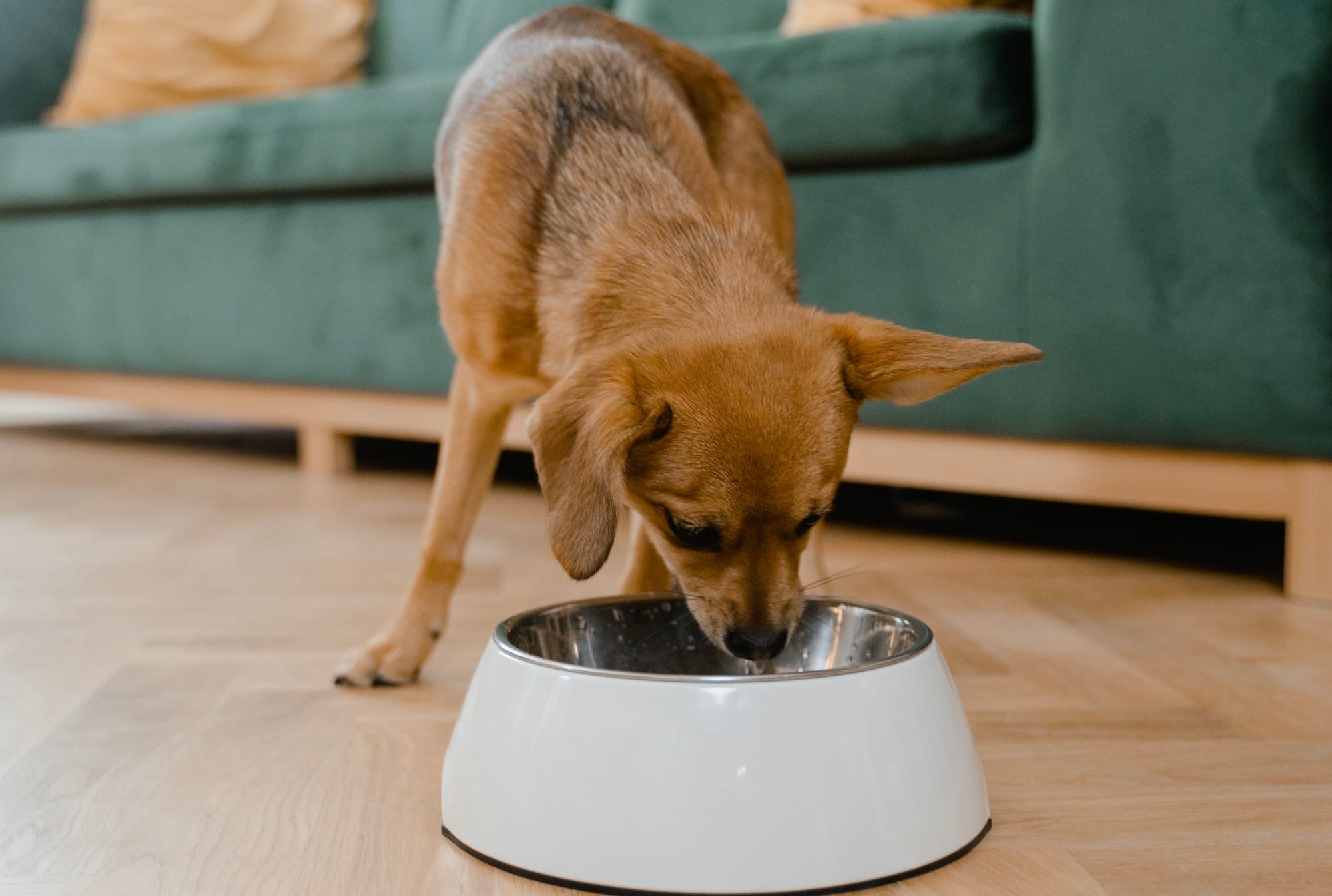 4 Sustainable Dehydrated Dog Food Brands You Need to Know About