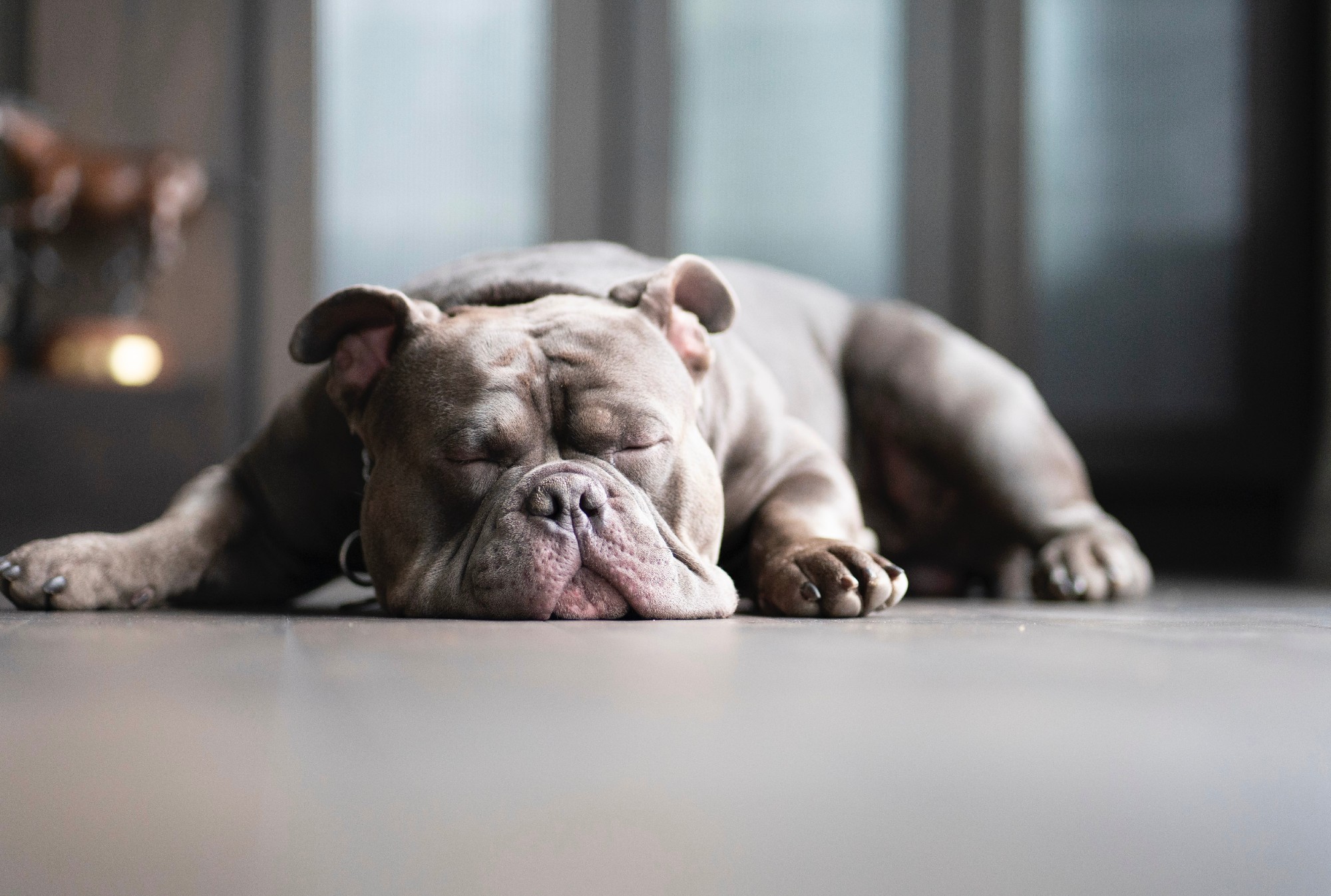 Why Your Dog Is Snoring -- and What to Do About It