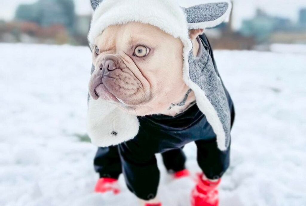 A French bulldog wearing a hat and red winter boots in the snow.