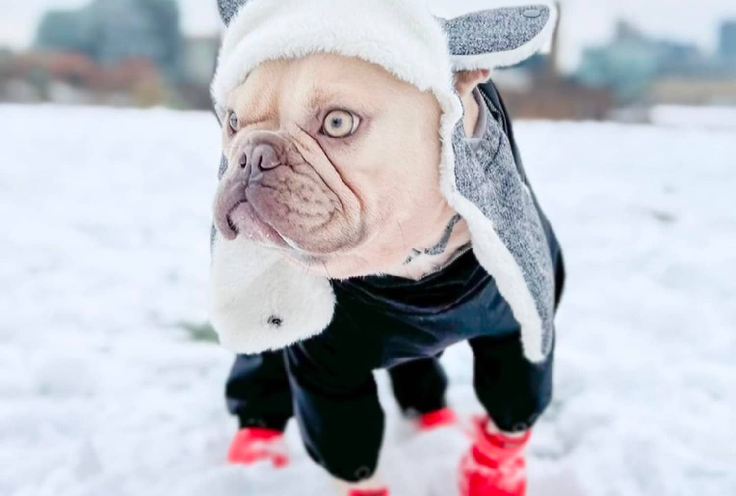 How to Pick the Perfect Winter Dog Booties -- and Our Recommendations