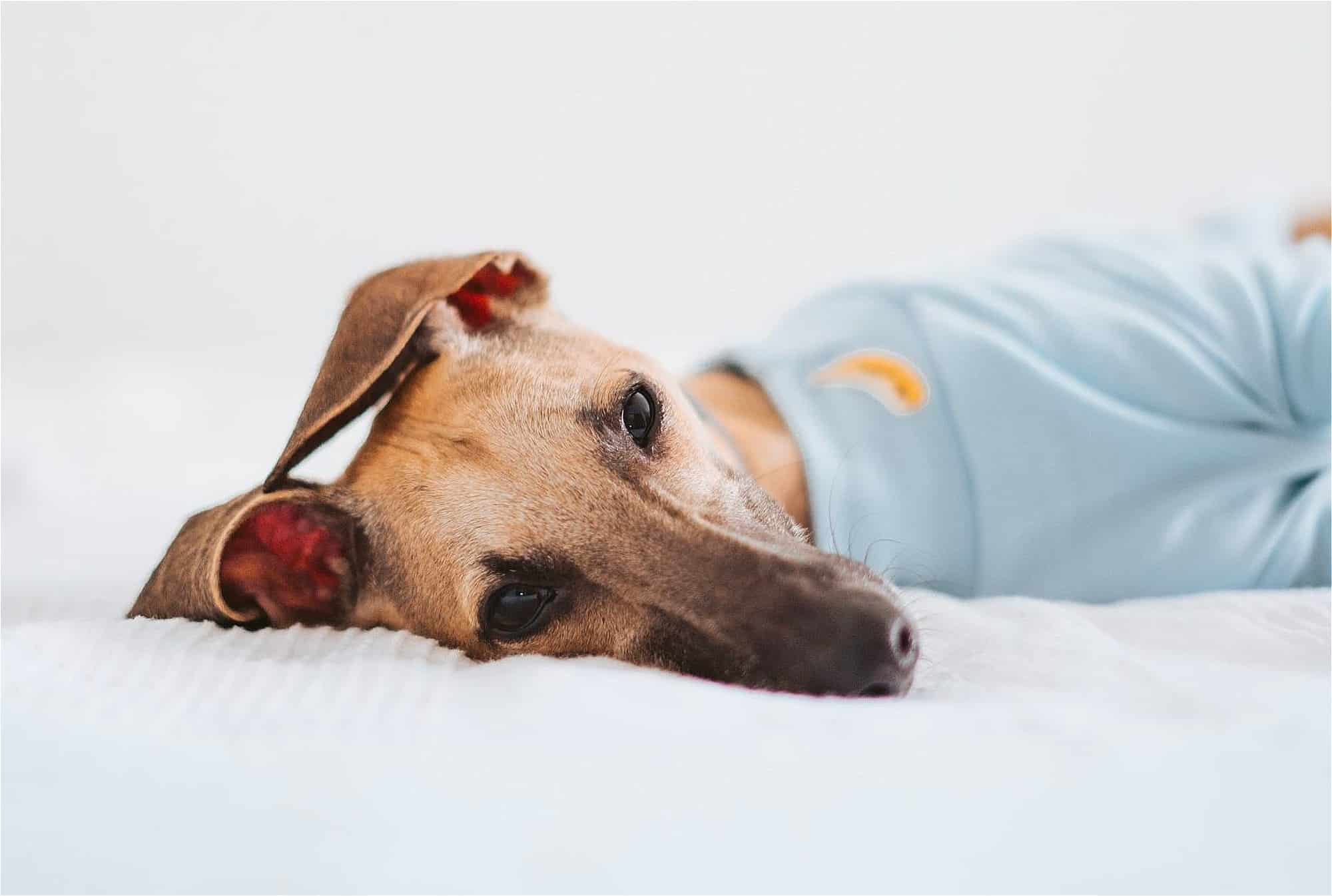 A dog suffering from Winter Blues laying on top of a bed.