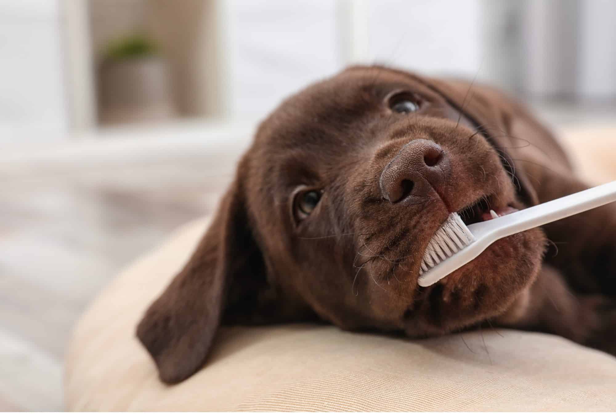 Dog getting her teeth brushed