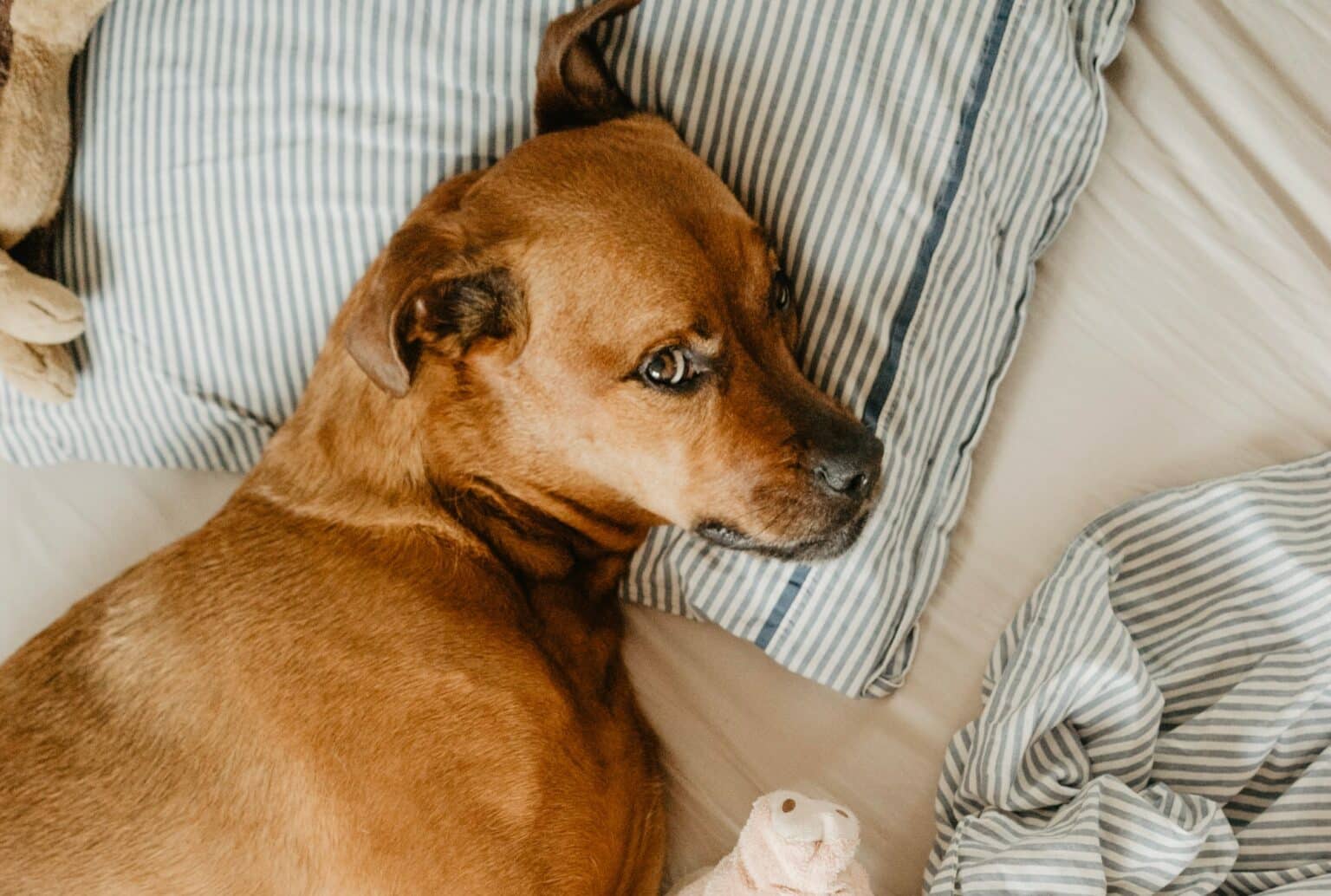 Should You Let Your Dog Sleep in Bed With You? This Dogs Life
