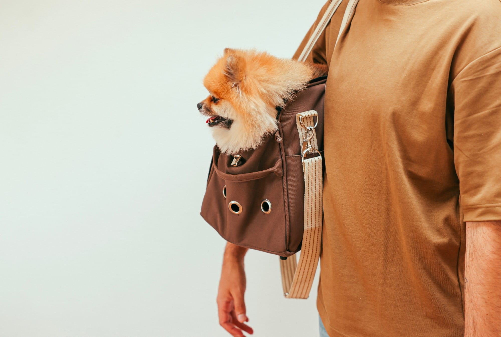 Where Can You Bring Emotional Support Animals This Dogs Life