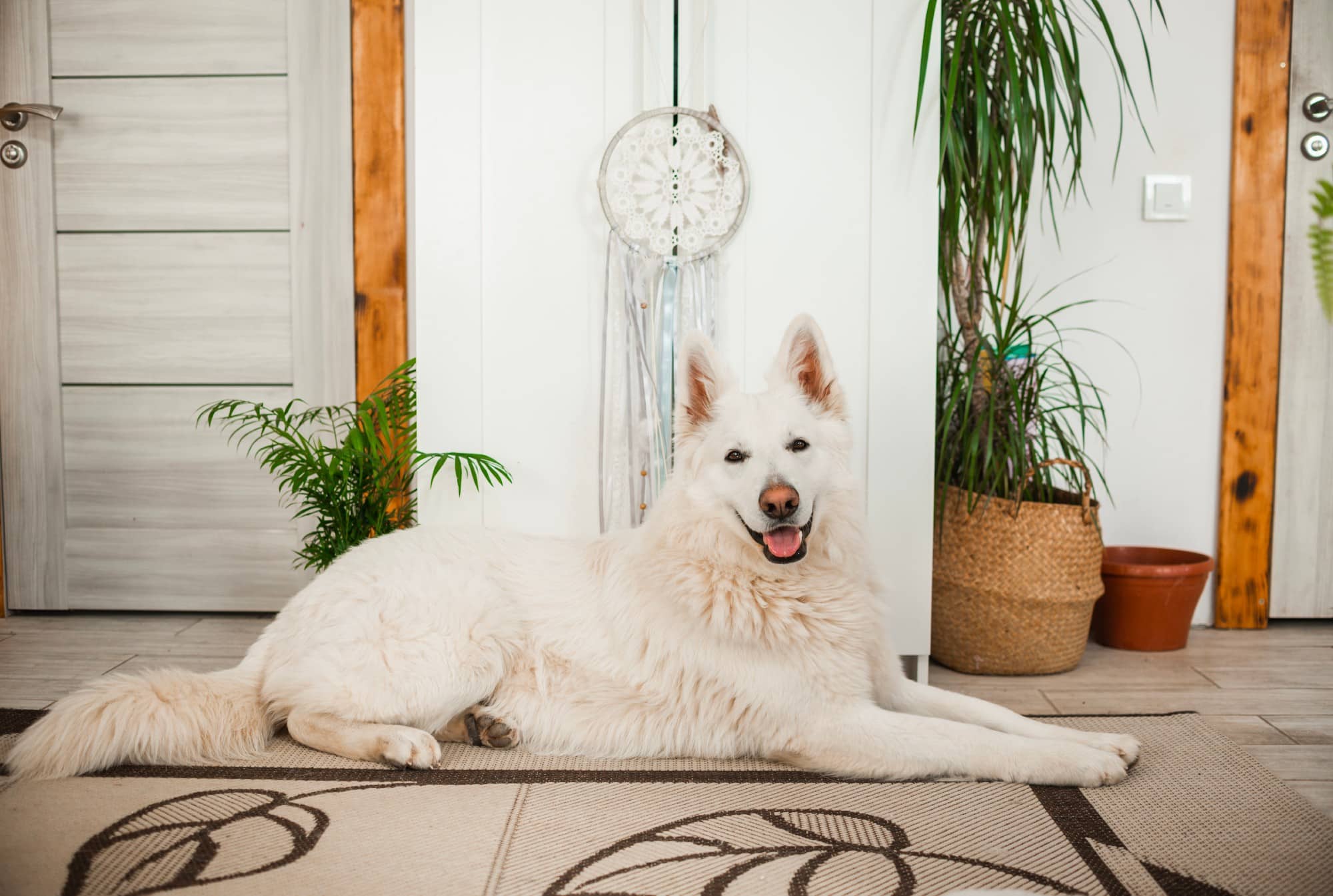 A white senior shepherd dog laying on a rug in front of a potted plant.