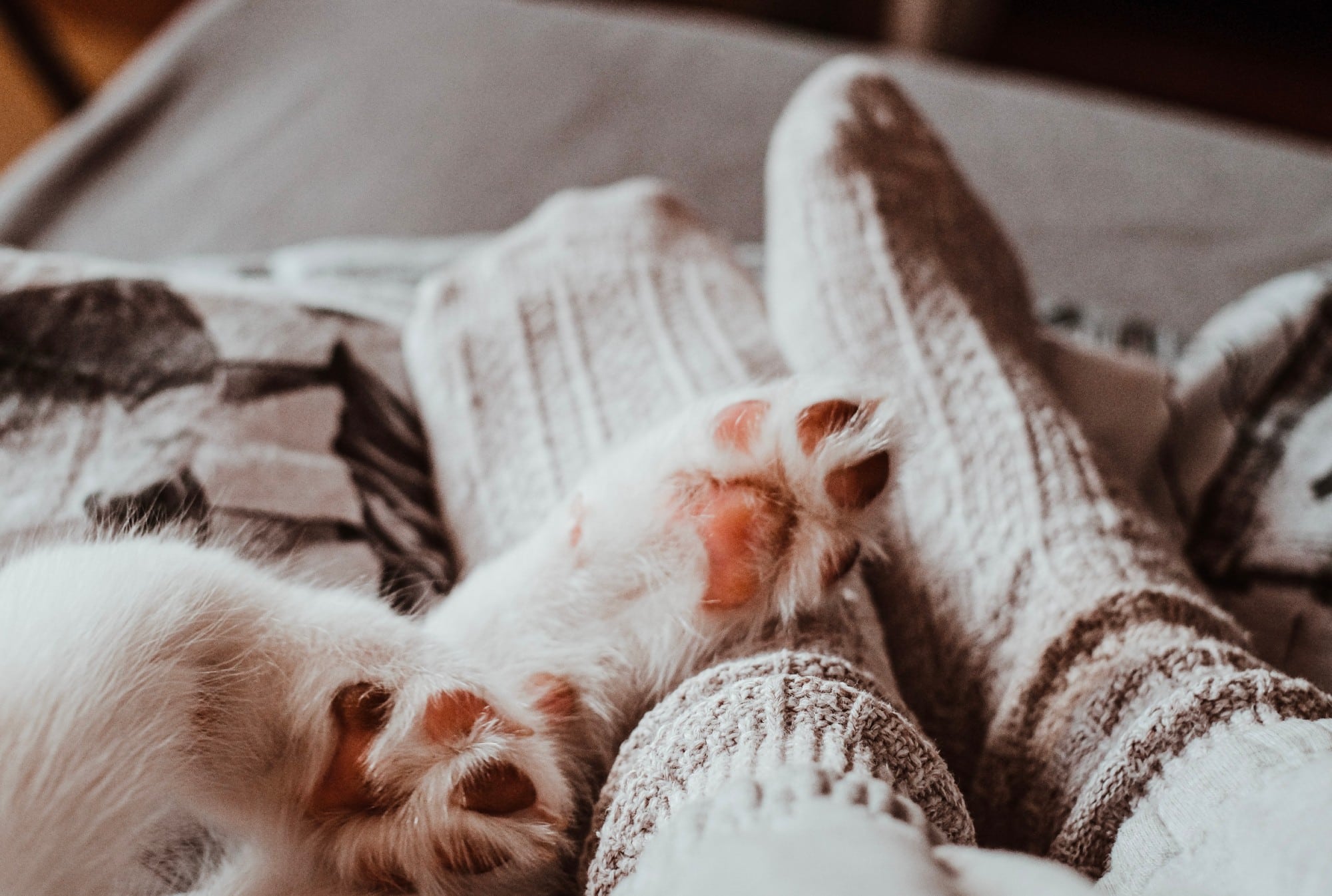 The Valentine's Day spoiling of a dog is evident by the paws of a person and their pampered pup side by side on a bed.