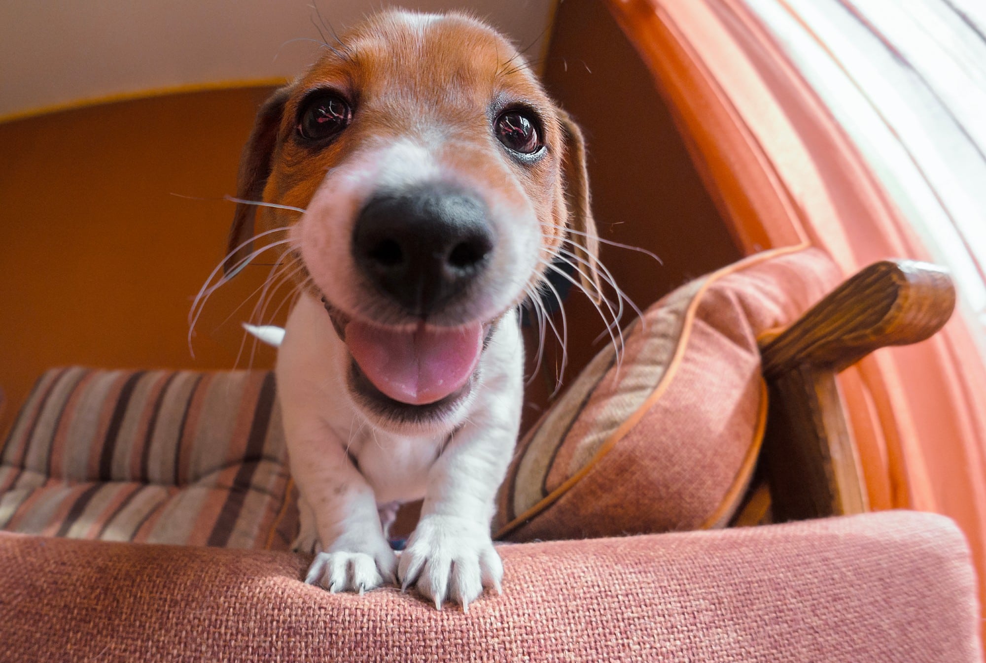 dog on couch