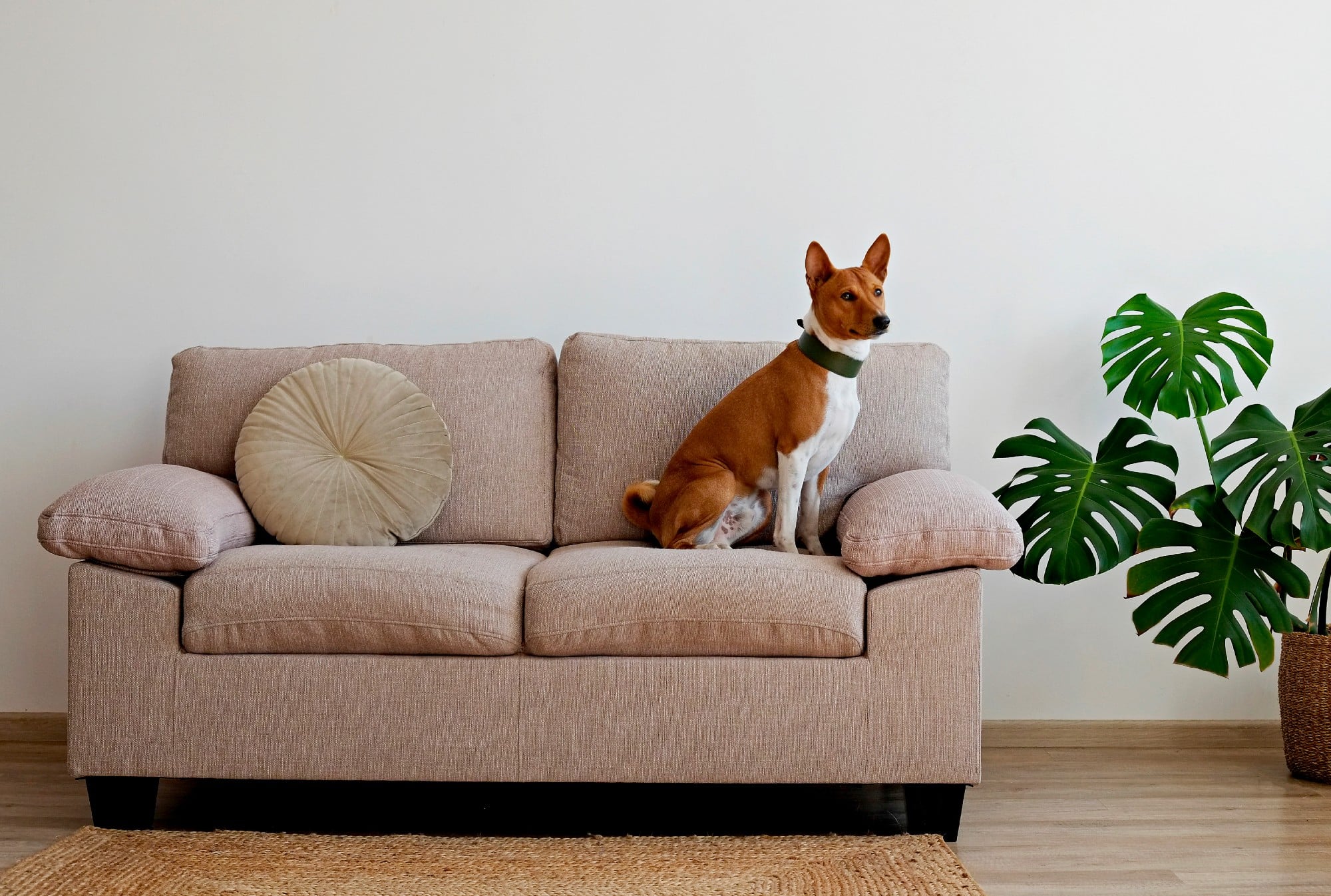 A pooch sitting on a couch next to a potted plant.