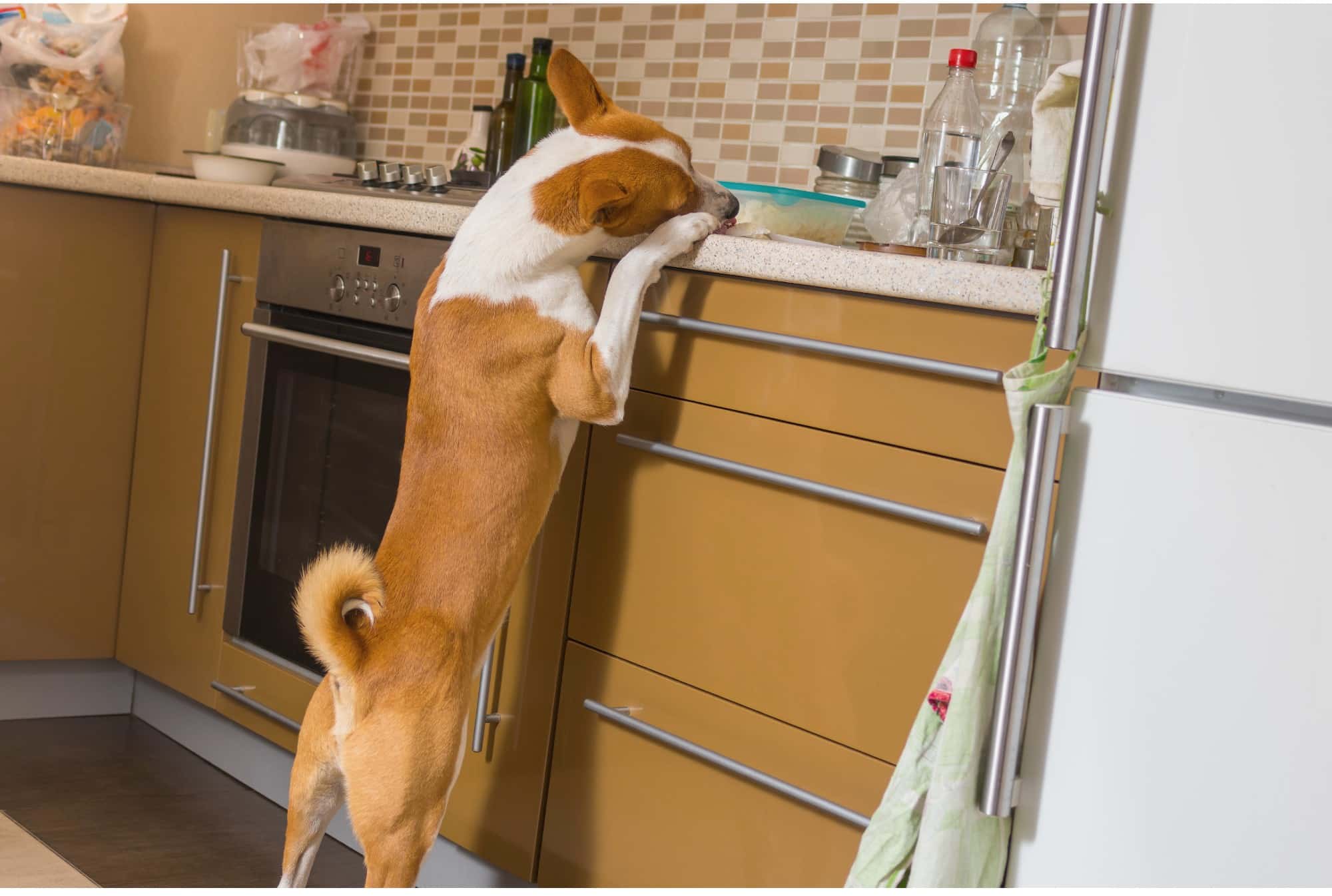 A dog is leaning against a counter in a kitchen.