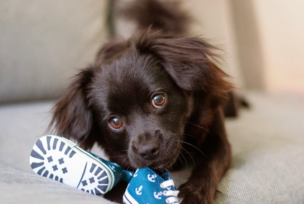 A black dog, known for its mischievous behavior, laying on a couch with a stolen toy.