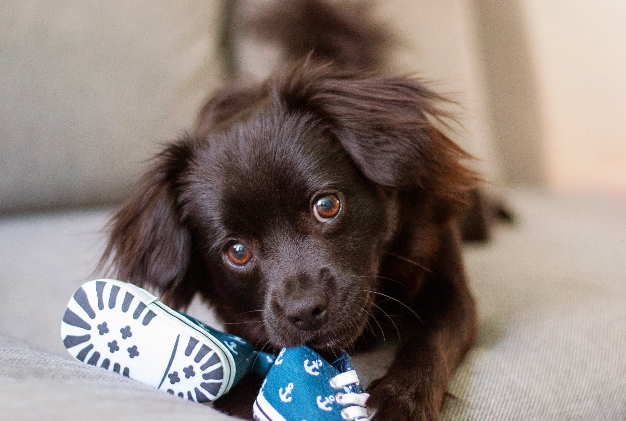 DIY Dog Puzzles: 5 to Try at Home - Great Pet Living