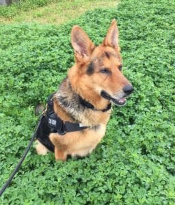 A military German shepherd dog in a harness sitting in the grass.