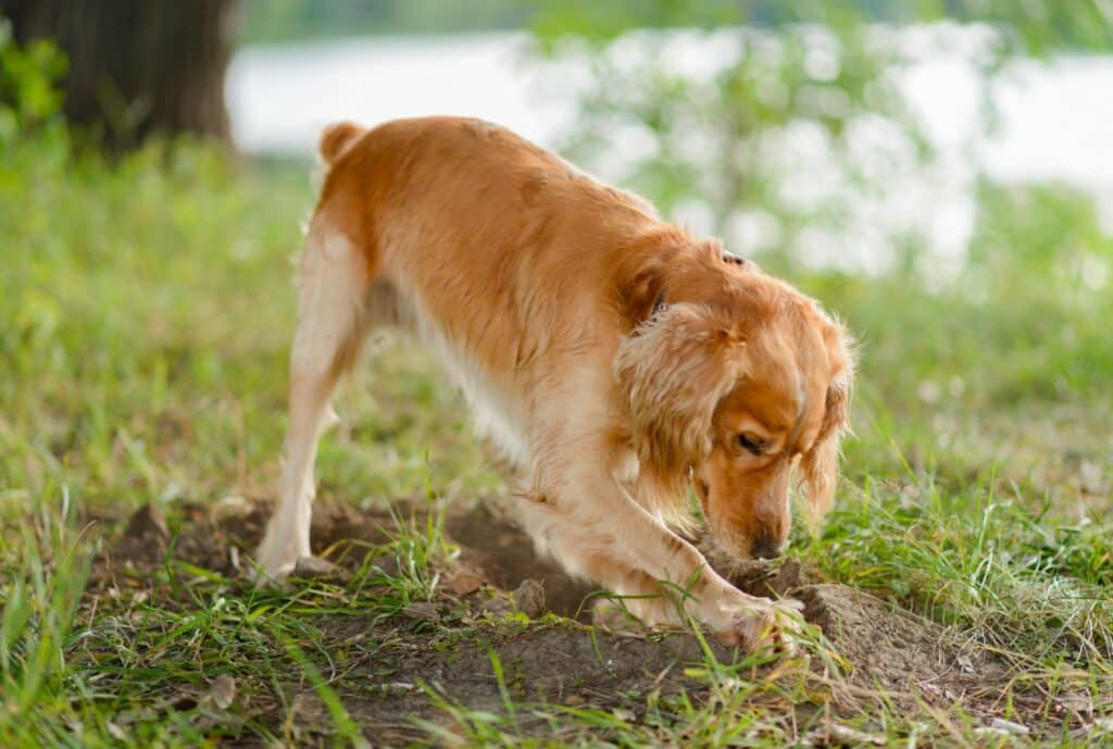 Dog digging