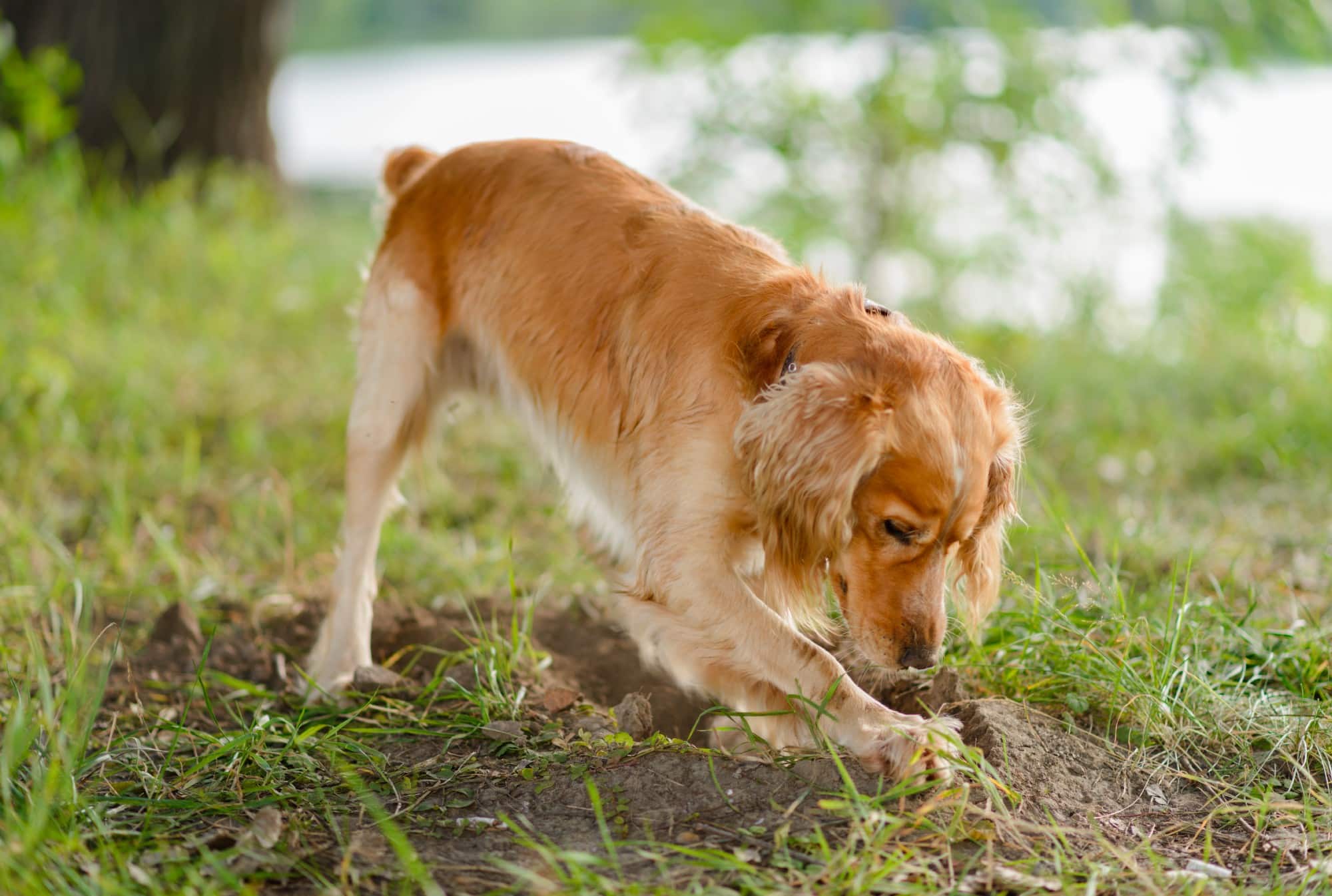 Dog digging