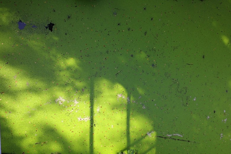 Blue-Green Algae and Dogs pond