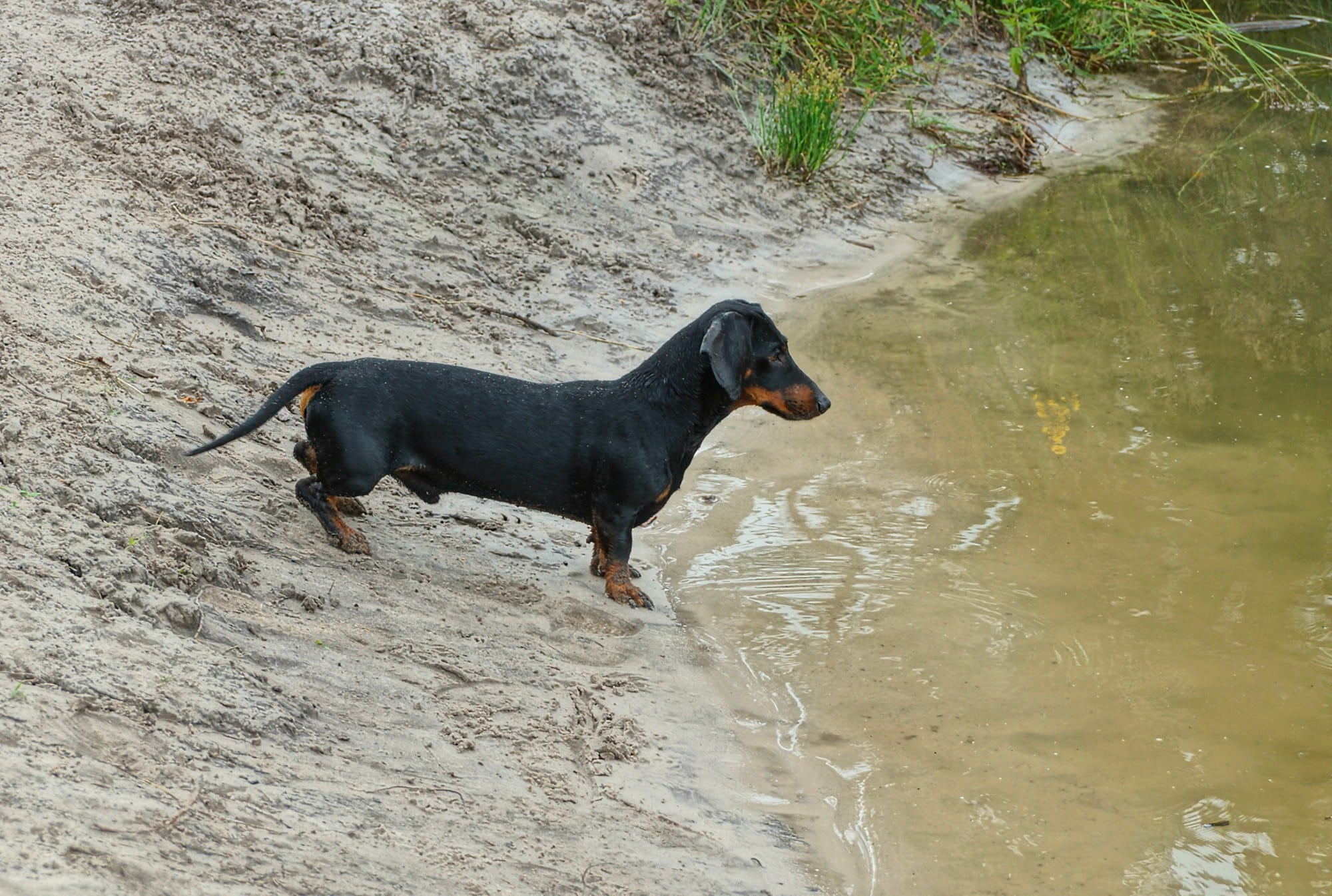 Blue-Green Algae Dangers: Ensuring Your Dog Can Safely Swim in Water