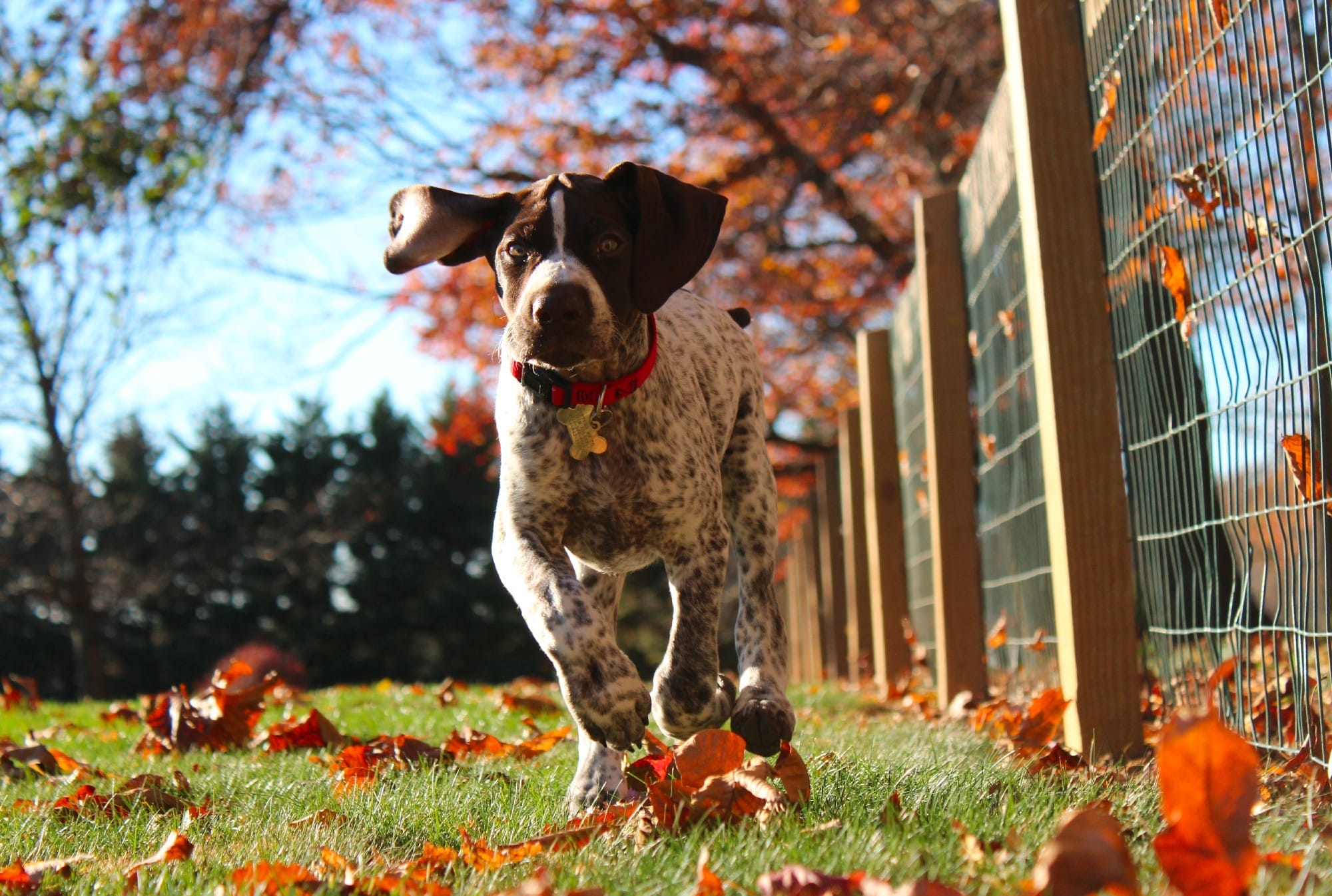 dog running