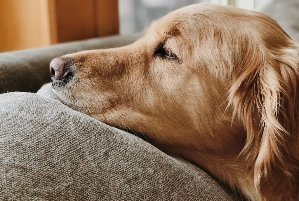 golden retrieve on couch